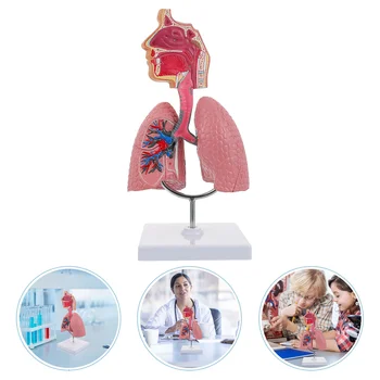 Plaučių ir Kvėpavimo takų Anatomijos Modelis, Mokymo Sistema, Žmogaus Ekrano modelis Mokyklos Plaučius Anatominiai Širdies Švietimo Nosies Žaislas