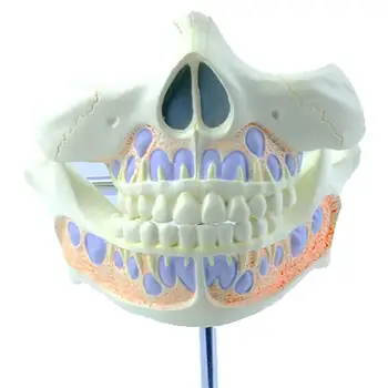 PVC Žmogaus Kūdikių Dantų 2 Dalių Modelis Medicinos Anatomijos Modeliai Mokykla
Medžiaga: