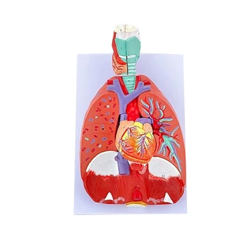 Dropship Anatominiai Širdies, Plaučių, Gerklės Modelis, Plaučių Tyrimas, Medicinos Paskaita, pateikiama Informacija apie Plaučių Trachėjos Sistema